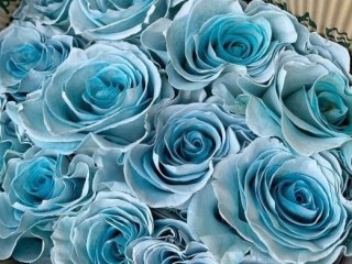 Ecuador - R GR Ocean Mist / Ligth Blue TINTED 60cm 26DM