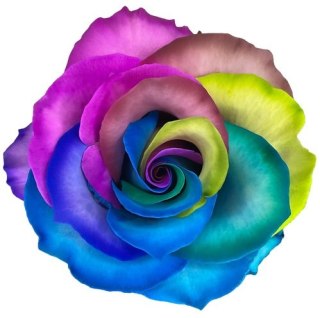 Ecuador - R GR Rainbow TINTED 60cm 26DM