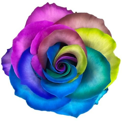 Ecuador - R GR Rainbow TINTED 60cm 26DM Ecuador - R GR Rainbow TINTED 60cm 26DM