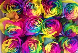 Ecuador - R GR Rainbow TINTED 60cm 26DM