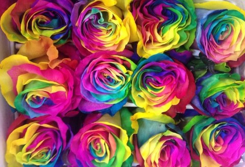 Ecuador - R GR Rainbow TINTED 60cm 26DM Ecuador - R GR Rainbow TINTED 60cm 26DM