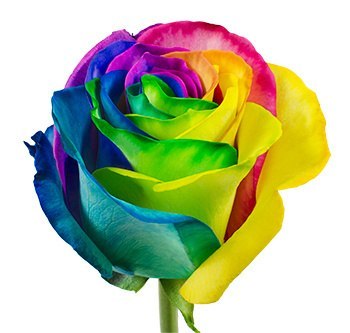 Ecuador - R GR Rainbow TINTED 60cm 26DM Ecuador - R GR Rainbow TINTED 60cm 26DM