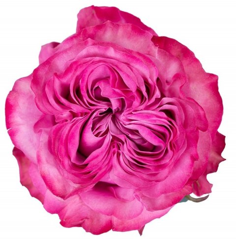 Ecuador - R Garden COUNTRY BLUES 50cm 26DM Ecuador - R Garden COUNTRY BLUES 50cm 26DM