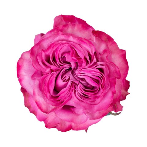 Ecuador - R Garden COUNTRY BLUES 50cm 26DM Ecuador - R Garden COUNTRY BLUES 50cm 26DM