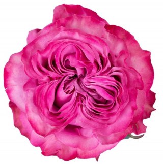 Ecuador - R Garden COUNTRY BLUES 60cm 26DM