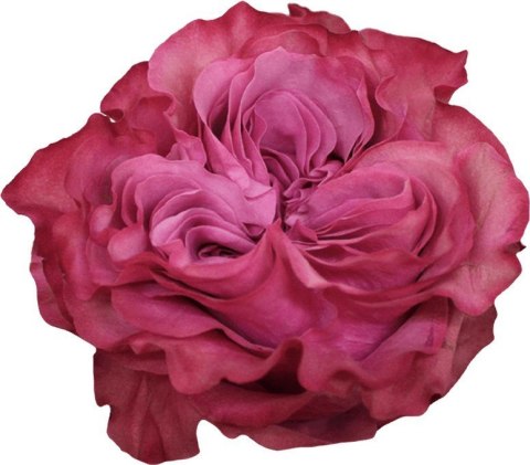 Ecuador - R Garden COUNTRY BLUES 60cm 26DM Ecuador - R Garden COUNTRY BLUES 60cm 26DM