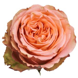 Ecuador - R Garden COUNTRY HOME 40cm 26DM