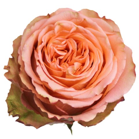 Ecuador - R Garden COUNTRY HOME 40cm 26DM Ecuador - R Garden COUNTRY HOME 40cm 26DM