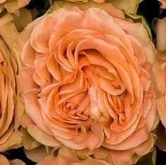 Ecuador - R Garden COUNTRY HOME 40cm 26DM