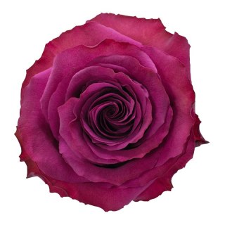 Ecuador - R Garden VENTUROSO 50cm 26DM