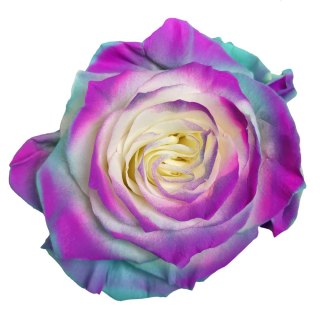 Ecuador - R Gr Green and Purple TINTED 60cm 26DM