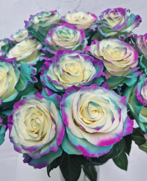 Ecuador - R Gr Green and Purple TINTED 60cm 26DM Ecuador - R Gr Green and Purple TINTED 60cm 26DM