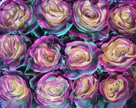 Ecuador - R Gr Green and Purple TINTED 60cm 26DM Ecuador - R Gr Green and Purple TINTED 60cm 26DM