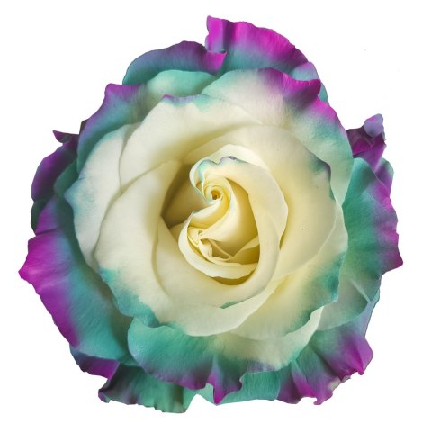 Ecuador - R Gr Green and Purple TINTED 60cm 26DM Ecuador - R Gr Green and Purple TINTED 60cm 26DM