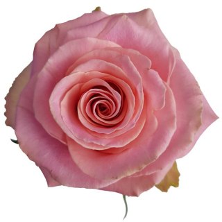 Ecuador - R HERMOSA 40cm 26DM