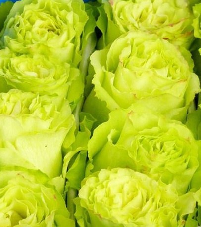 Ecuador - R LEMONADE 50cm 26DM Ecuador - R LEMONADE 50cm 26DM