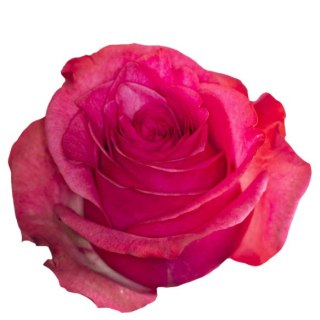 Ecuador - R LOLA 40cm 26DM