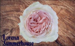 Ecuador - R Lorena Summerhouse 50cm 26DM