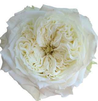 Ecuador - R GR Garden Mayra's White 50cm