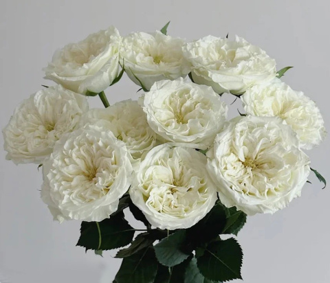 Ecuador - R GR Garden Mayra's White 50cm