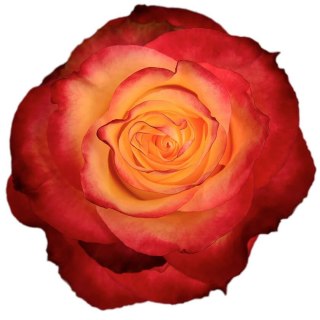 Ecuador - R NEWS FLASH 60cm 26DM