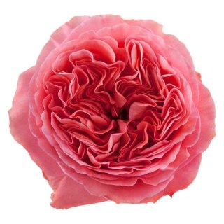 Ecuador - R PINK X-EPRESSION 50cm 26DM