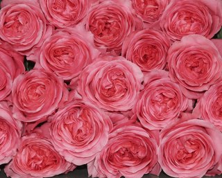 Ecuador - R PINK X-EPRESSION 50cm 26DM