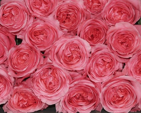 Ecuador - R PINK X-EPRESSION 50cm 26DM Ecuador - R PINK X-EPRESSION 50cm 26DM