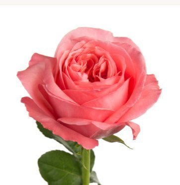 Ecuador - R PINK X-EPRESSION 50cm 26DM Ecuador - R PINK X-EPRESSION 50cm 26DM