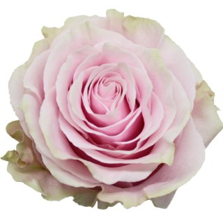 Ecuador - R PINK MONDIAL 50cm 26DM