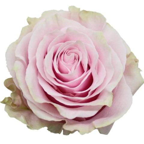 Ecuador - R PINK MONDIAL 50cm 26DM Ecuador - R PINK MONDIAL 50cm 26DM