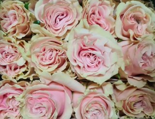 Ecuador - R PINK MONDIAL 60cm 26DM