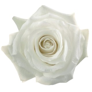 Ecuador - R PROUD 40cm 26DM
