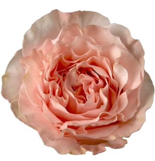 Ecuador - R Princess Crown 50cm 26DM