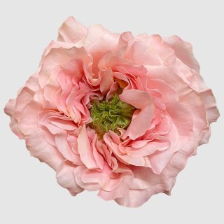 Ecuador - R Princess Crown 60cm 26DM