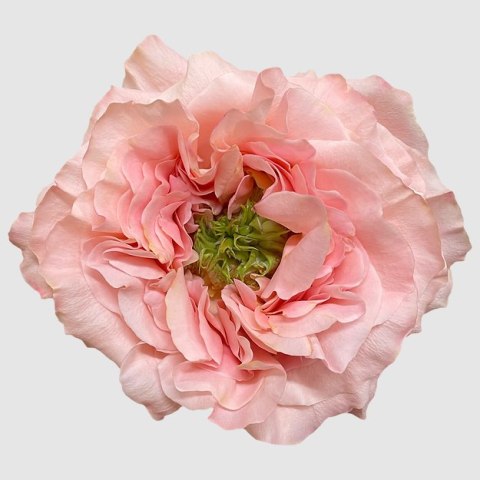 Ecuador - R Princess Crown 60cm 26DM Ecuador - R Princess Crown 60cm 26DM