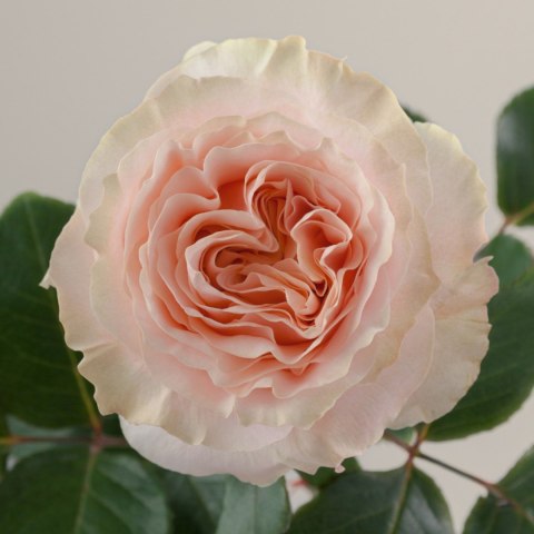 Ecuador - R Princess Crown 60cm 26DM Ecuador - R Princess Crown 60cm 26DM