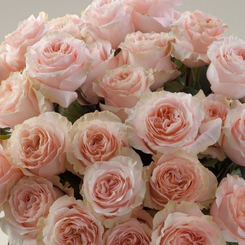 Ecuador - R Princess Crown 60cm 26DM Ecuador - R Princess Crown 60cm 26DM