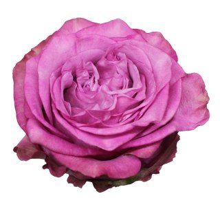 Ecuador - R QUEENS CROWN 50cm 26DM