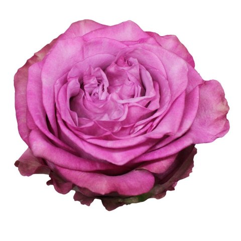 Ecuador - R QUEENS CROWN 50cm 26DM Ecuador - R QUEENS CROWN 50cm 26DM