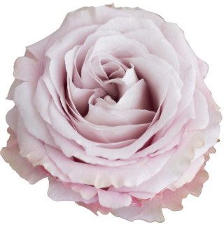 Ecuador - R Sweet 4 Love 60cm 26DM
