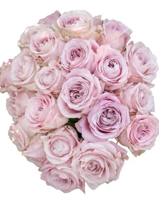 Ecuador - R Sweet 4 Love 60cm 26DM