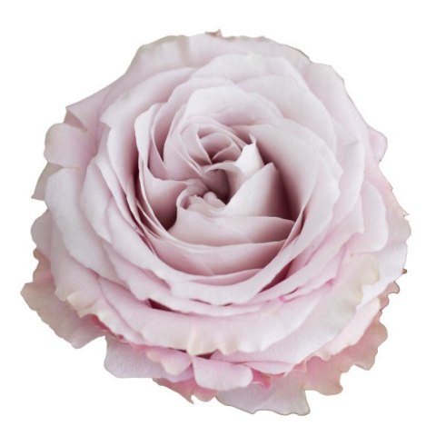Ecuador - R Sweet 4 Love 60cm 26DM Ecuador - R Sweet 4 Love 60cm 26DM