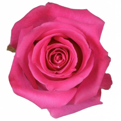 Ecuador - R TOPAZ 70cm 26DM Ecuador - R TOPAZ 70cm 26DM