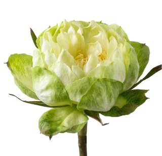 Ecuador - R Veggie 60cm 26DM