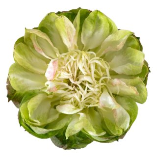 Ecuador - R Veggie 60cm 26DM