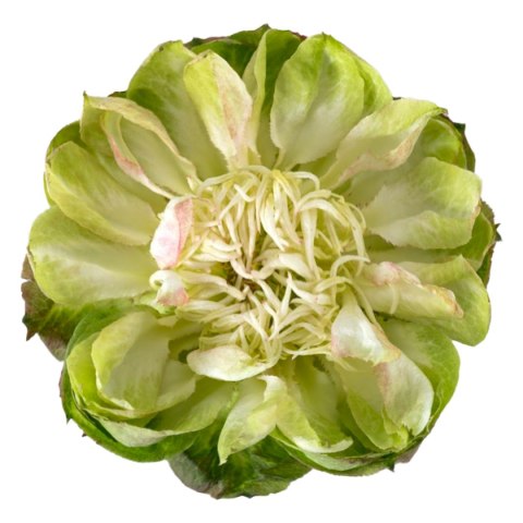 Ecuador - R Veggie 60cm 26DM Ecuador - R Veggie 60cm 26DM