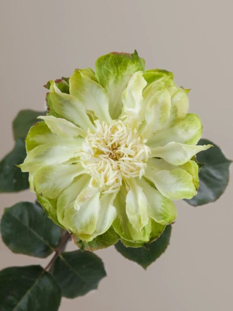 Ecuador - R Veggie 60cm 26DM Ecuador - R Veggie 60cm 26DM