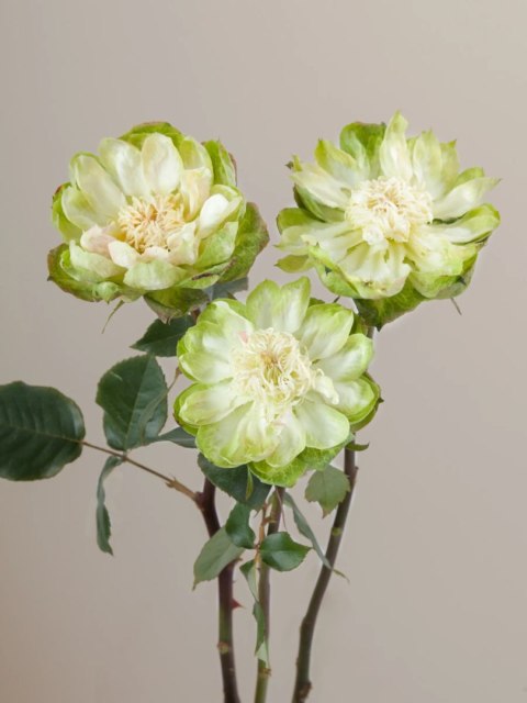 Ecuador - R Veggie 60cm 26DM Ecuador - R Veggie 60cm 26DM