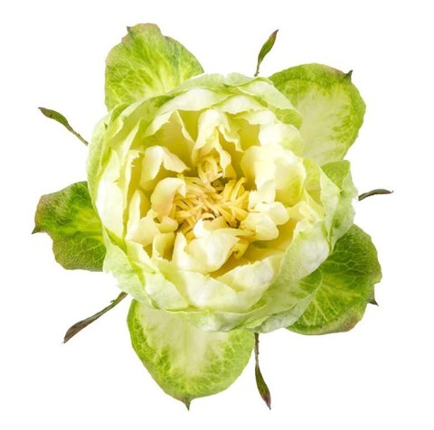 Ecuador - R Veggie 60cm 26DM Ecuador - R Veggie 60cm 26DM